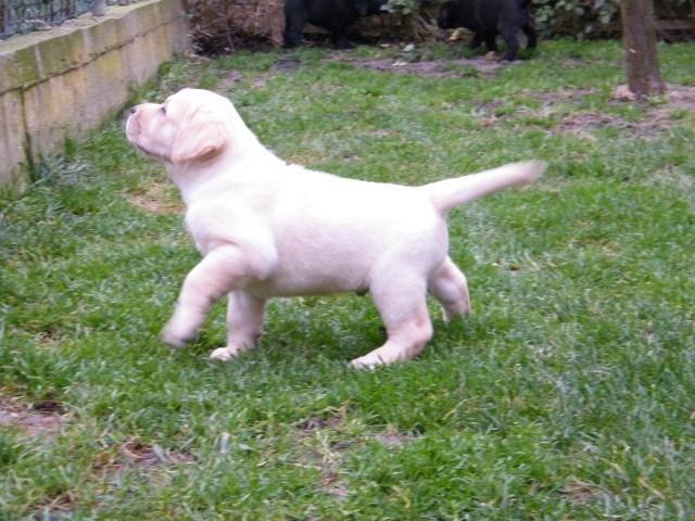 Stenci-labrador-retrivera
