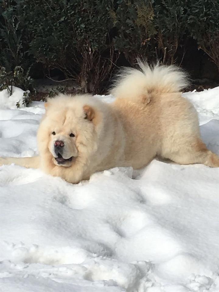Chow-chow-cau-cau-stenad