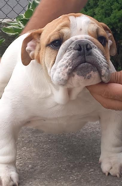 Engleski-buldog