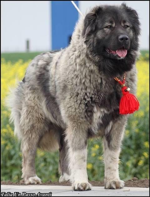 Kavkaski-ovcar-stenad-