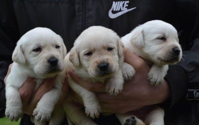 Labrador-retriver