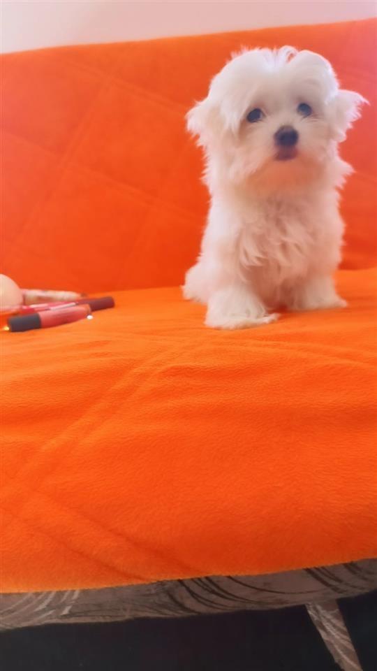 Maltezer