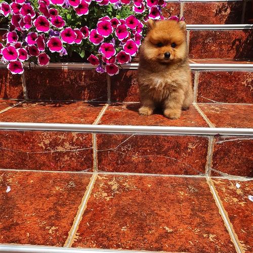 Pomeranac boo 