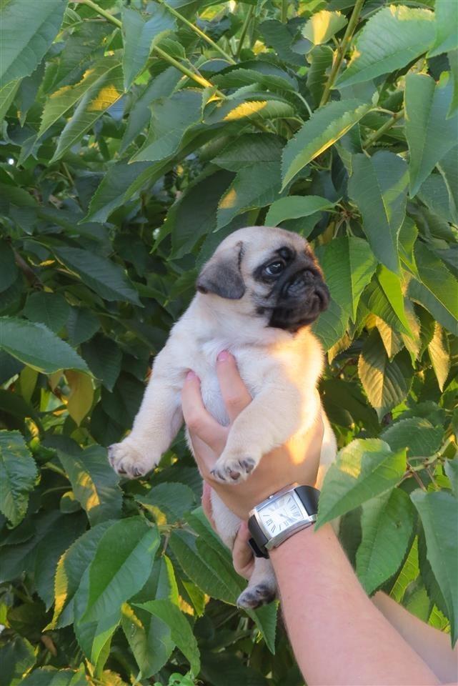 Mops