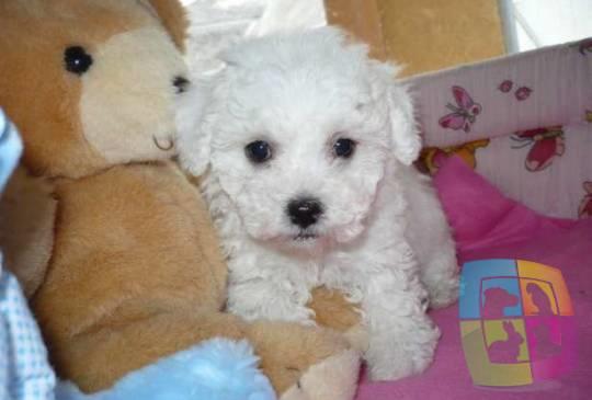 toy pudla