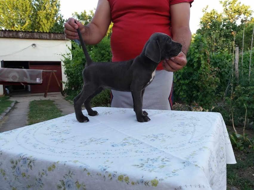 CANE-CORSO---štenci