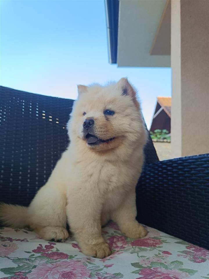 Cau-cau--Chow-chow-stene