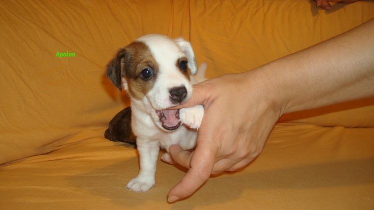 Jack-Russell-terrier-Džek-Rasel-terijer