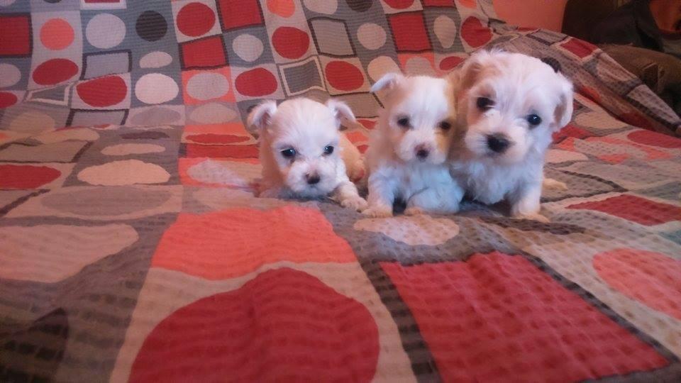 Stenad-maltezera-