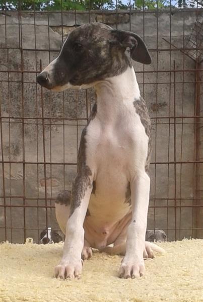 Whippet---mali-engleski-hrt