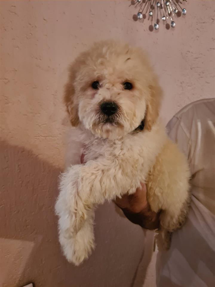 Labradoodle-štenci