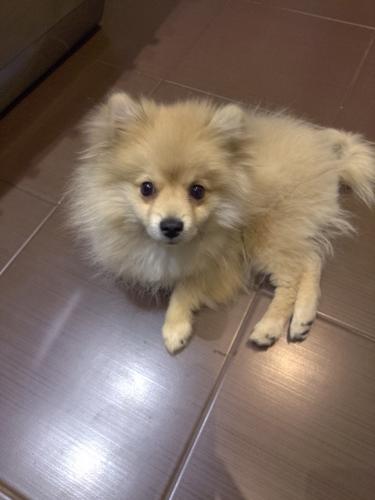 Pomeranac boo