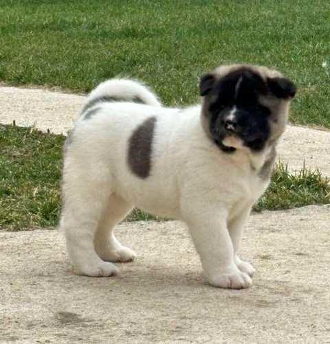 Američka-Akita-štenci