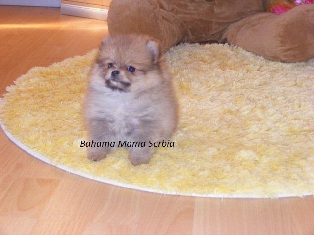 Pomeranski-špic-štenci