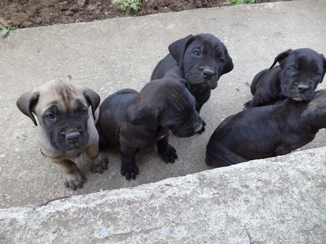Cane-Corso-stenci-izlozbenog-kvaliteta