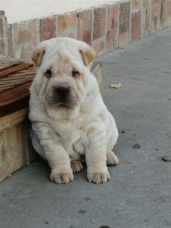 Šar-pej
