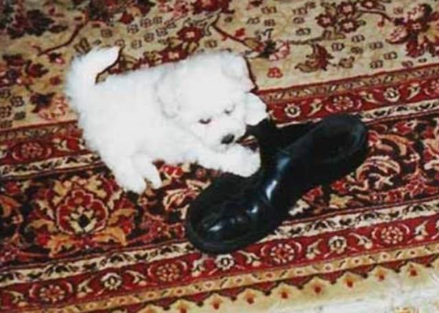 Kovrdzavi-bison--BICHON-A--POIL-FRISE--