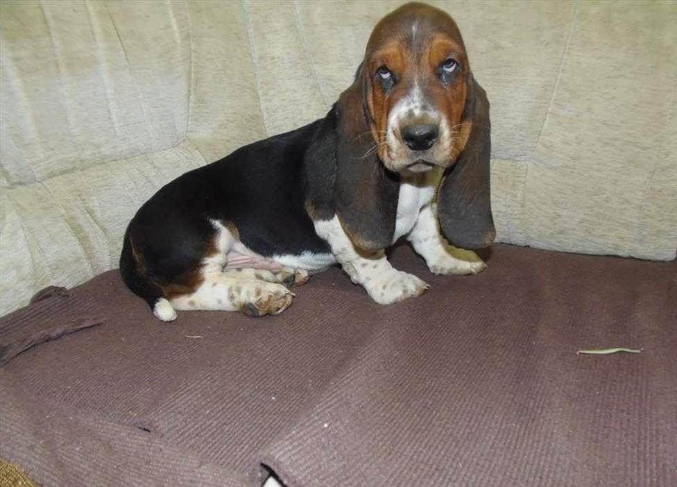 Basset-Hound---baset