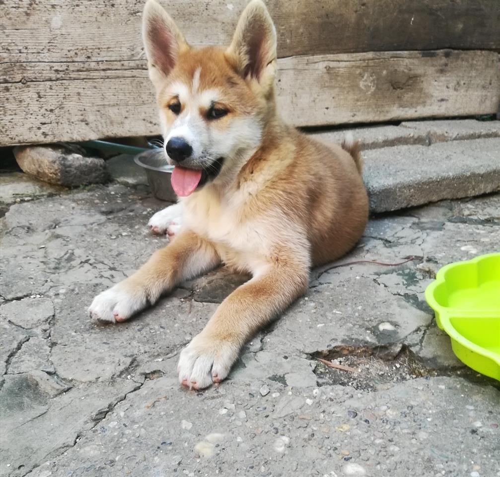 Akita-inu-stenci-