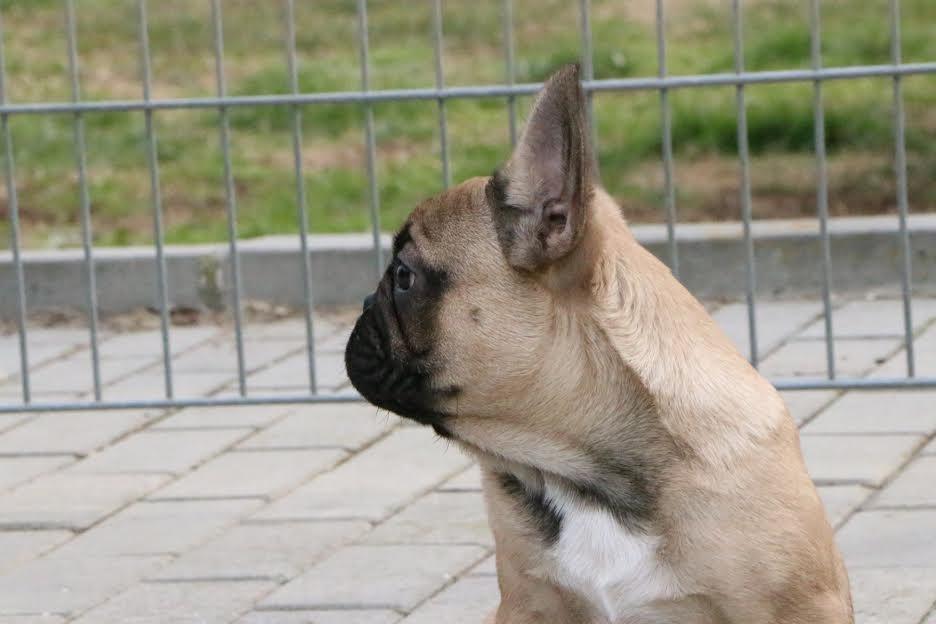Francuski-buldog