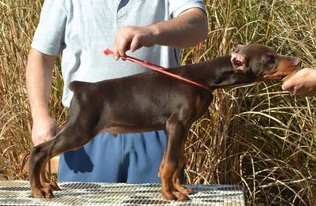 Doberman-štenci