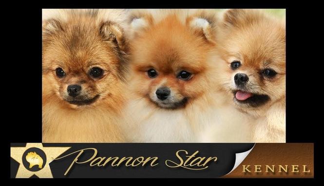 Pomeranski spic