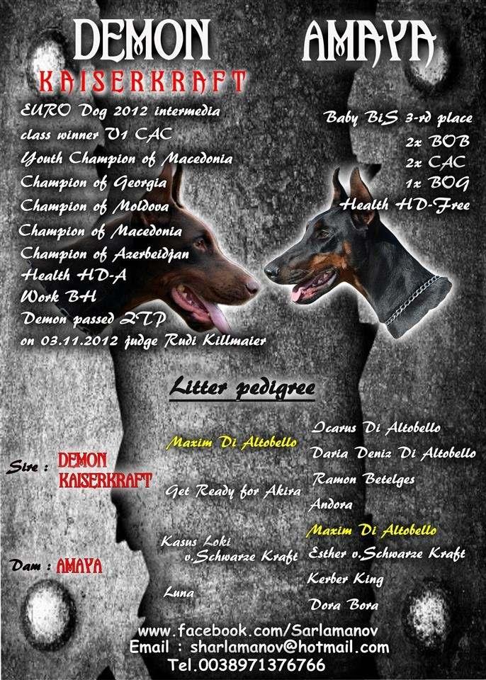 Doberman-