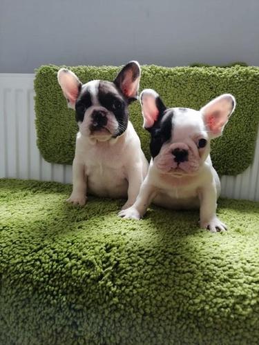 Francuski buldog stenci