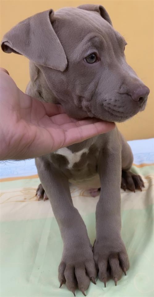 American-Pit-Bull-Terrier--Blueline---Lilac-