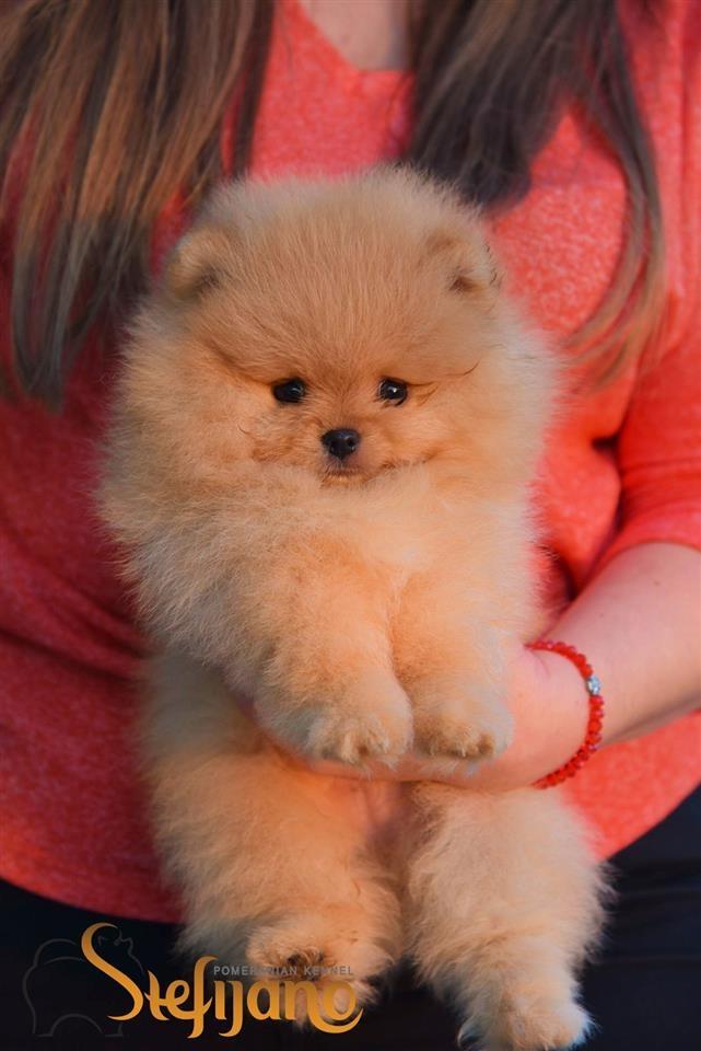 Pomeranac-Boo-stenci