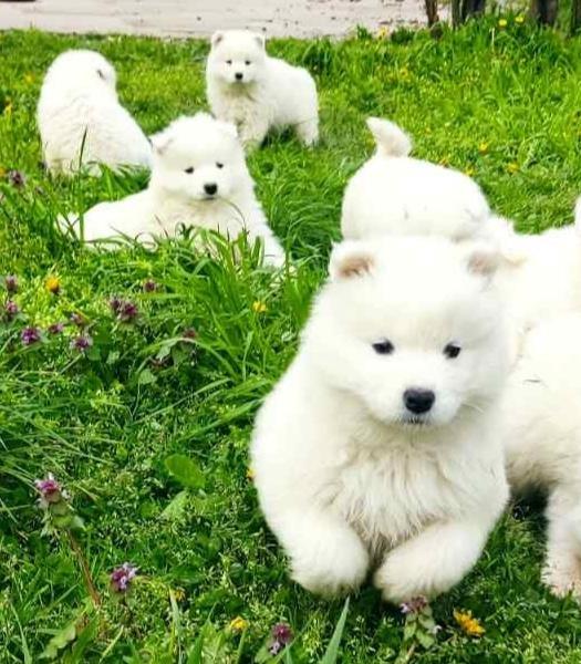 Samojed-štenci-