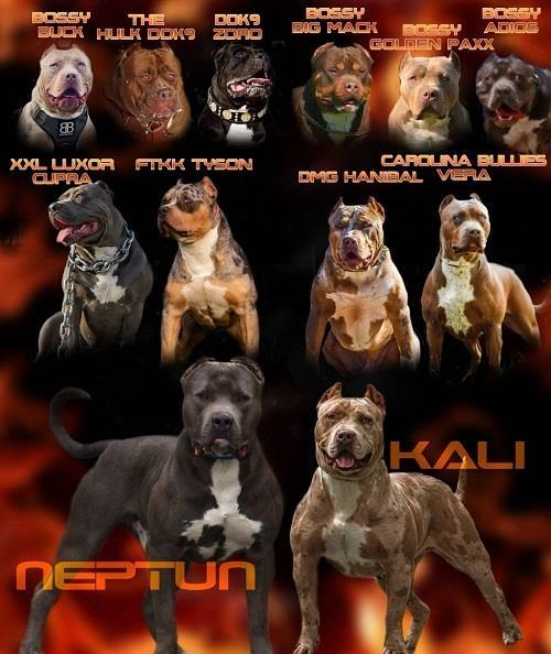 AMERICAN-BULLY-Xl