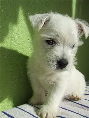 Westi-Terrier-vrhunski-štenci