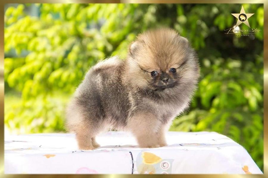 Pomeranski-spic