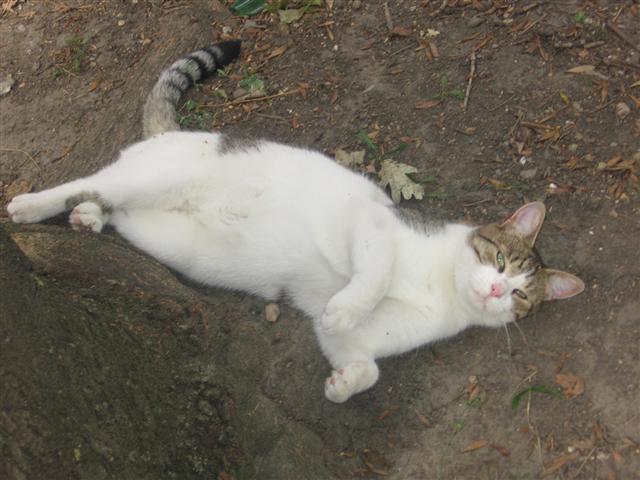 Maca Maza