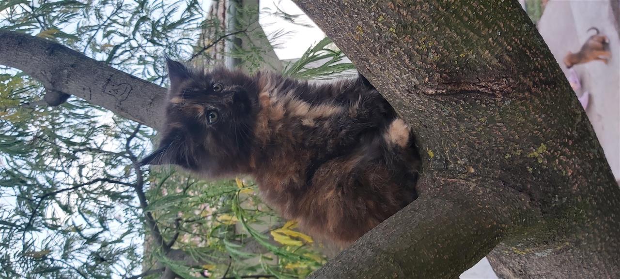 Maine-coon