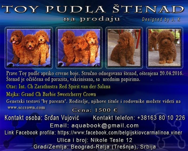 Toy-pudla-štenad