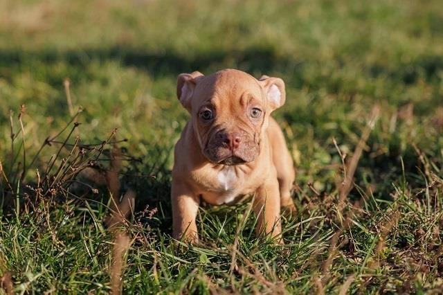 American-Bully
