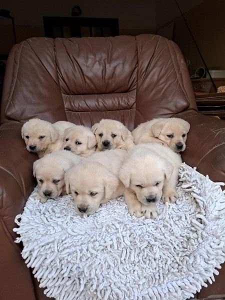 Labrador-retriver-štenci-bele-boje