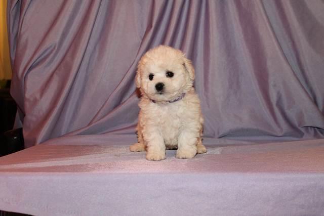 Bichon-Frise-
