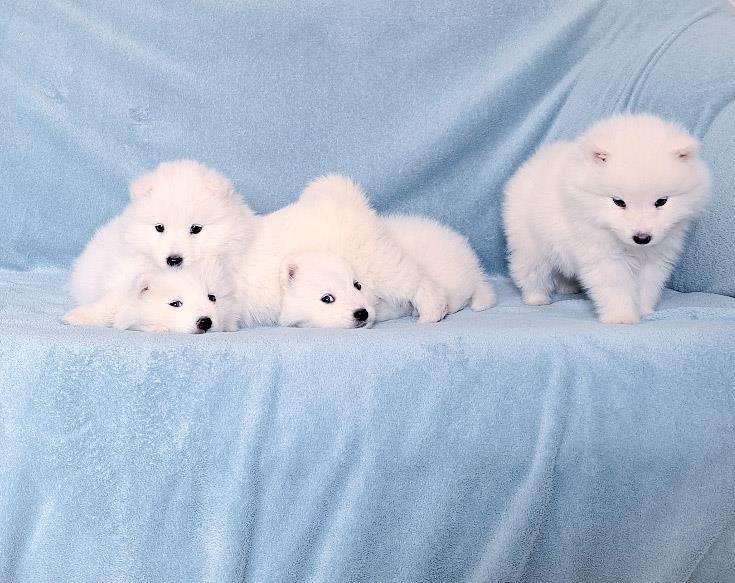 Samojed