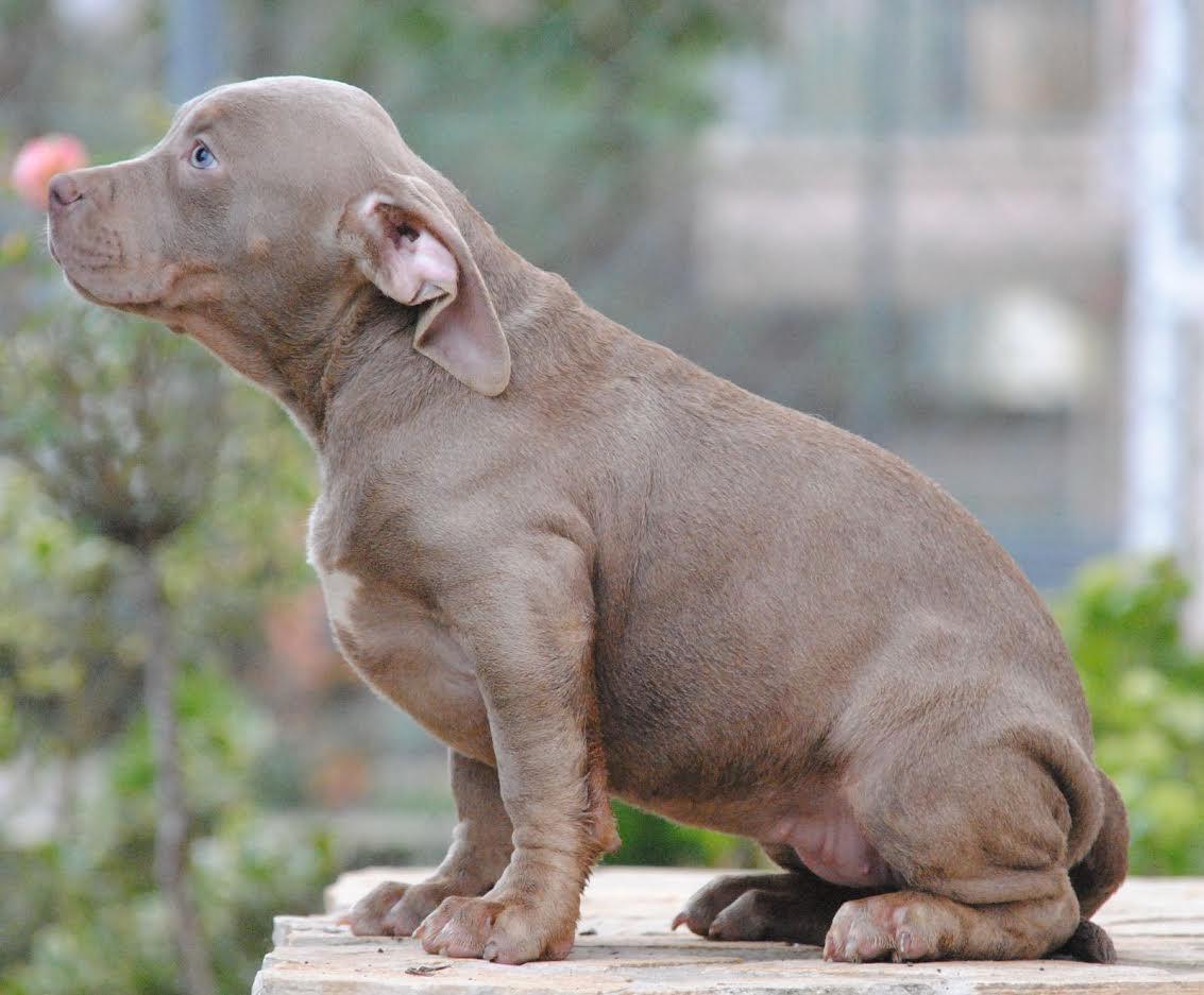American-bully-xl-