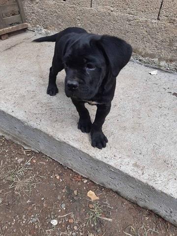 Cane-corso-štenci