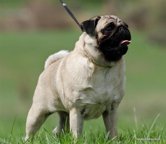 Mops-stenci-