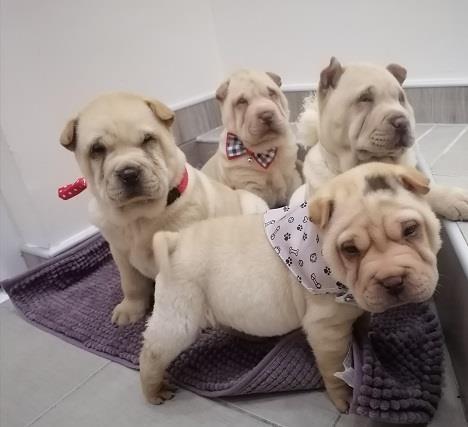 Shar-Pei-štenci