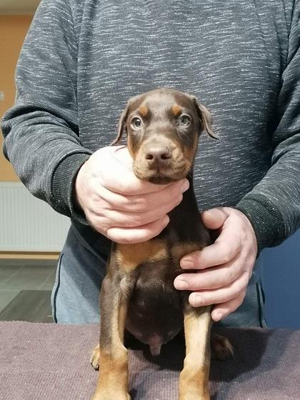 Doberman-štenci