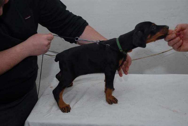 Doberman-štenci