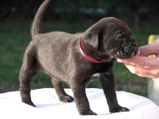 Cane-corso--sivi-stenci