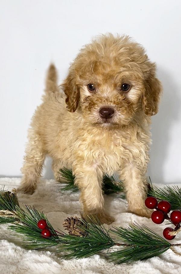 Labradoodle--labradudl-