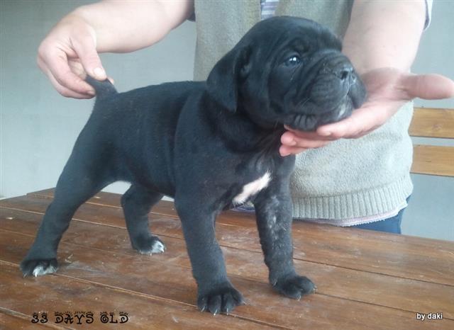 Cane-Corso---odlicna-stenad